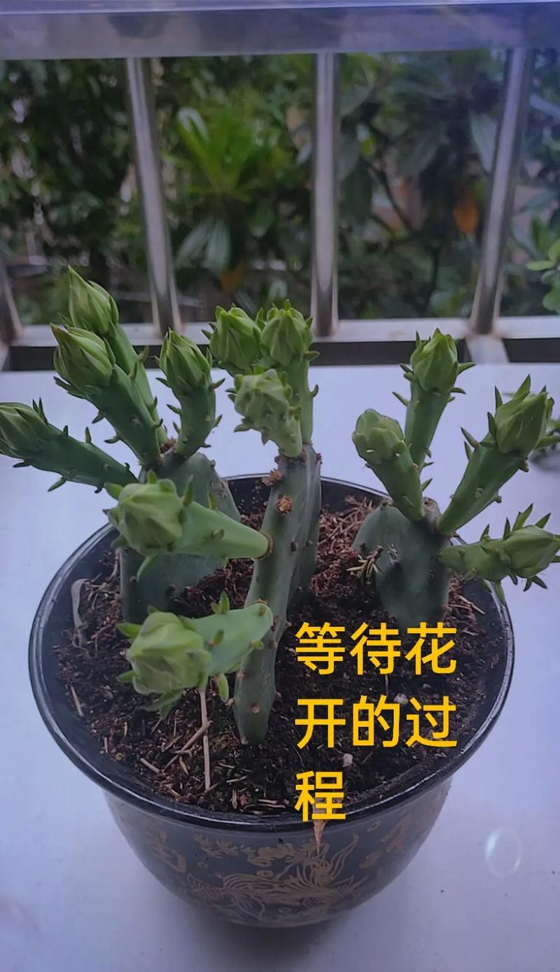 新鲜仙人掌盆栽的养护技巧有哪些？