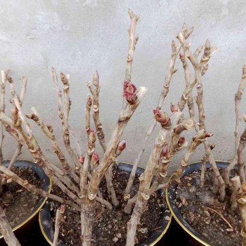大棵牡丹花老桩的养护方法是什么？如何保持其健康生长？