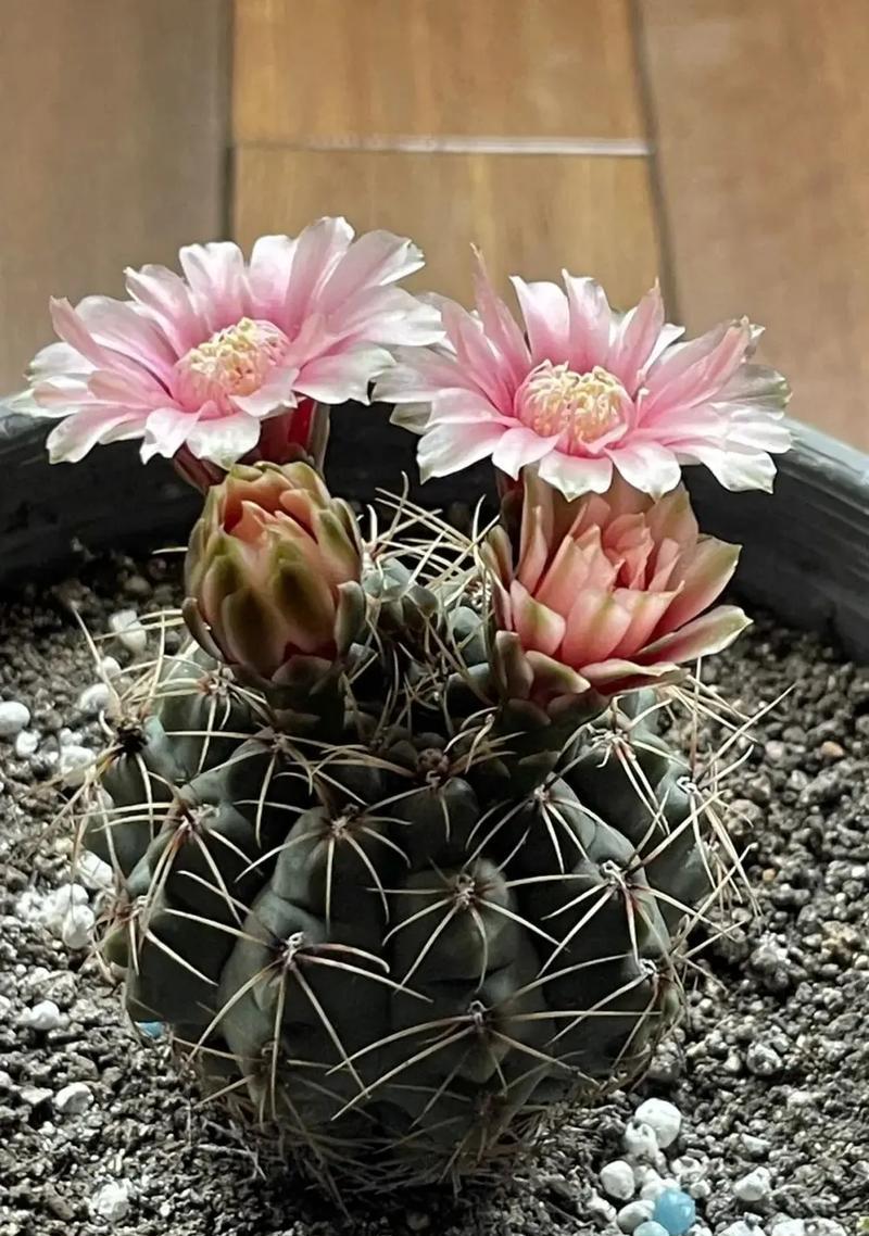 黑暗骑士玫瑰有何特殊花语和寓意？