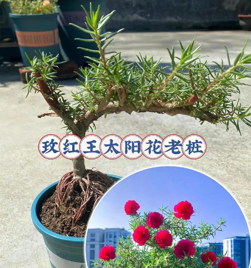 大棵牡丹花老桩的养护方法是什么？如何保持其健康生长？