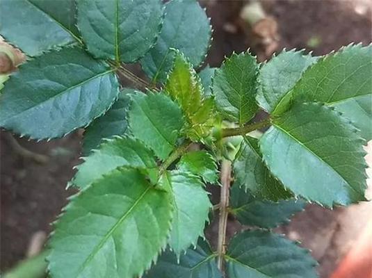 玫瑰花根茎受损时如何选择替代品？