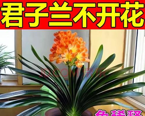 君子兰黄叶问题如何解决？养护要点有哪些？
