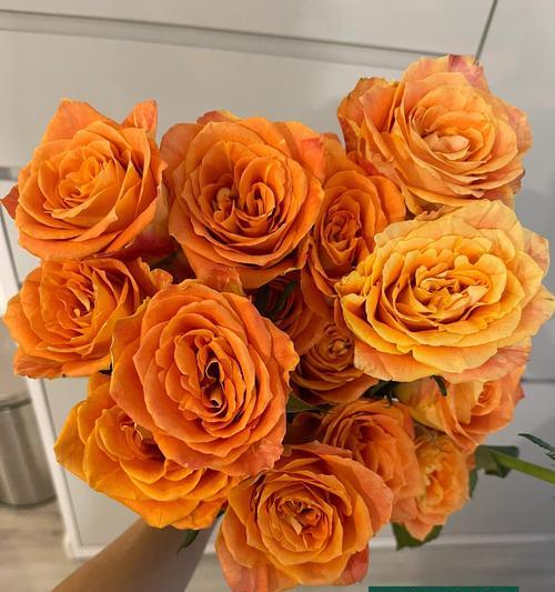 玫瑰花浅橘色代表什么含义？浅橘色玫瑰花语有哪些？