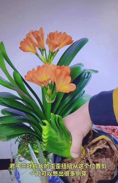 君子兰土木屑种植的正确步骤是什么？