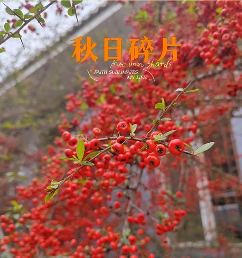 火把果的花语有哪些动听之处？