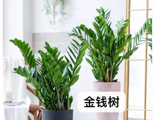 金钱树不同颜色的花语有何不同？如何选择合适的颜色？