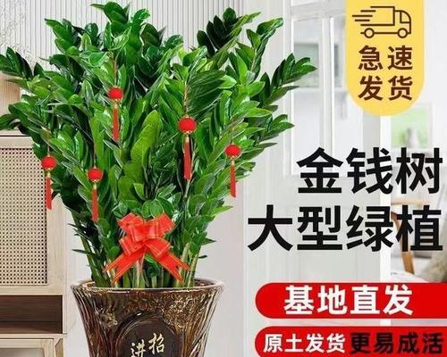 金钱树不同颜色的花语有何不同？如何选择合适的颜色？