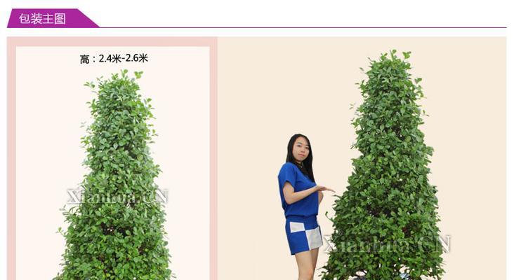 金钱树不同颜色的花语有何不同？如何选择合适的颜色？