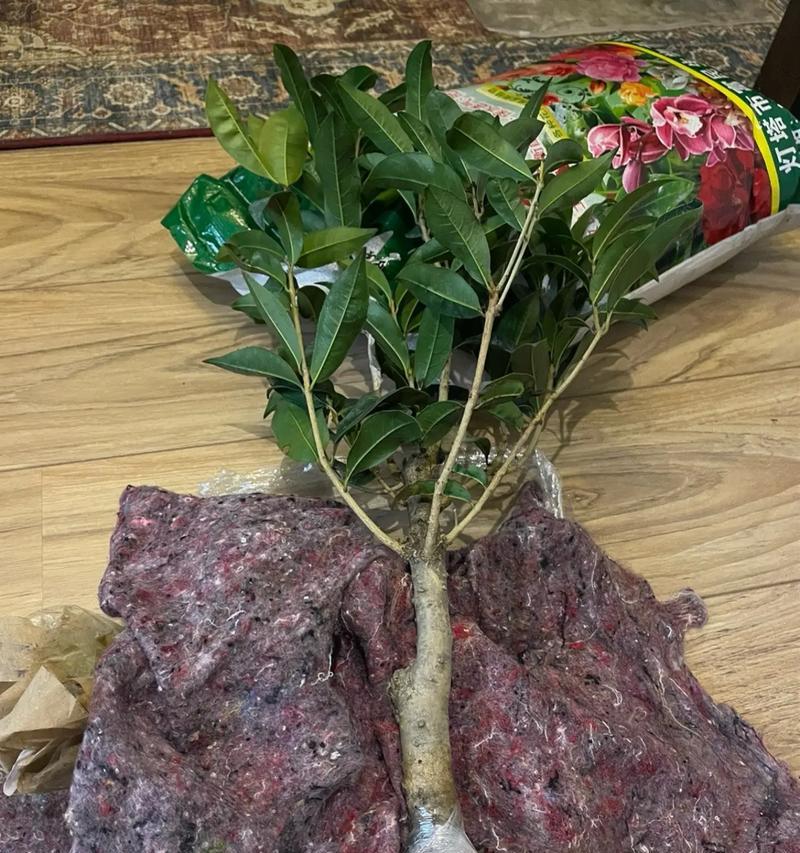 仙人球嫁接桂花砧木的步骤是什么？