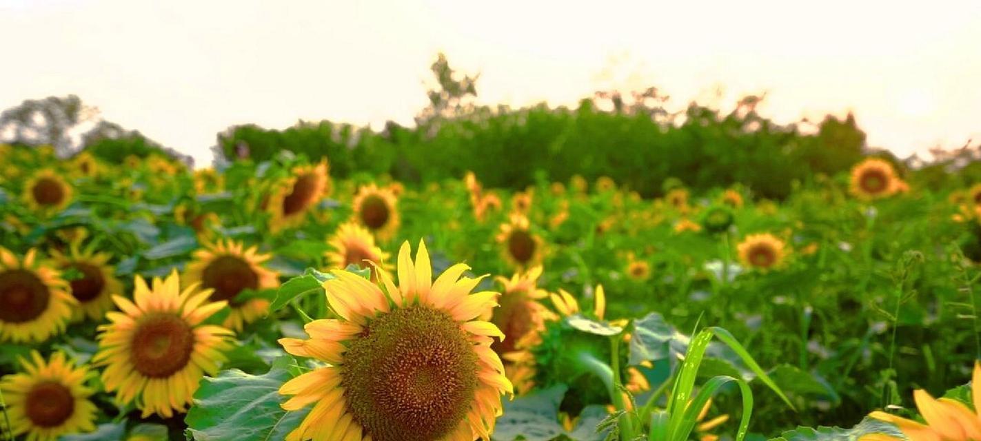 明天会更好快乐的花语代表什么？如何通过花语传递正能量？