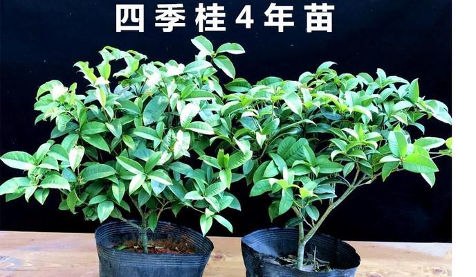 仙人球嫁接桂花砧木的步骤是什么？