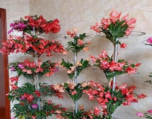 仙人球嫁接桂花砧木的步骤是什么？