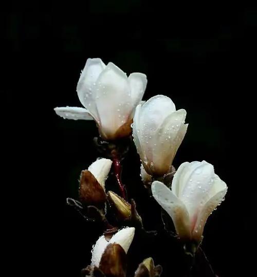 望春花语的含义是什么意思？望春花代表了哪些期待？