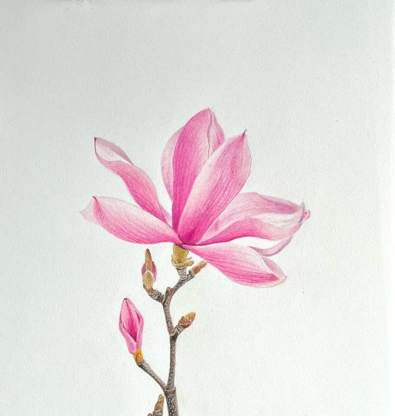 望春花语的含义是什么意思？望春花代表了哪些期待？