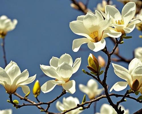 望春花语的含义是什么意思？望春花代表了哪些期待？