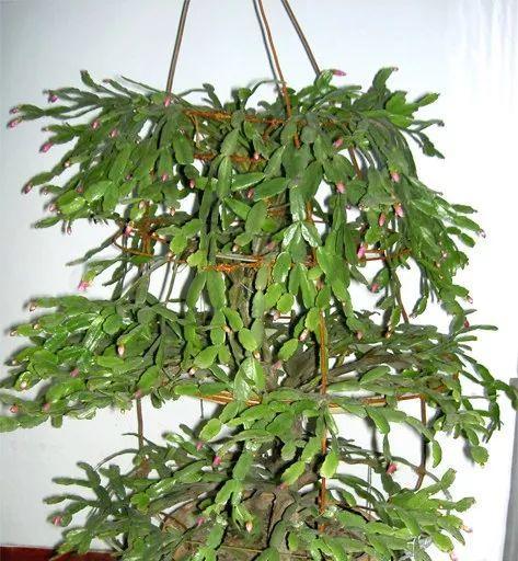 仙人掌片修剪的最佳时机是什么时候？如何正确修剪？