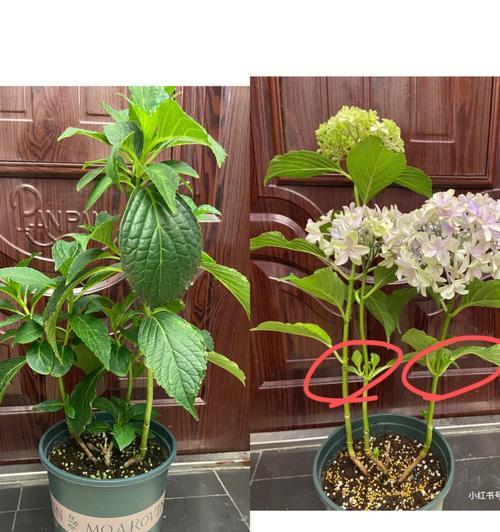 仙人掌片修剪的最佳时机是什么时候？如何正确修剪？