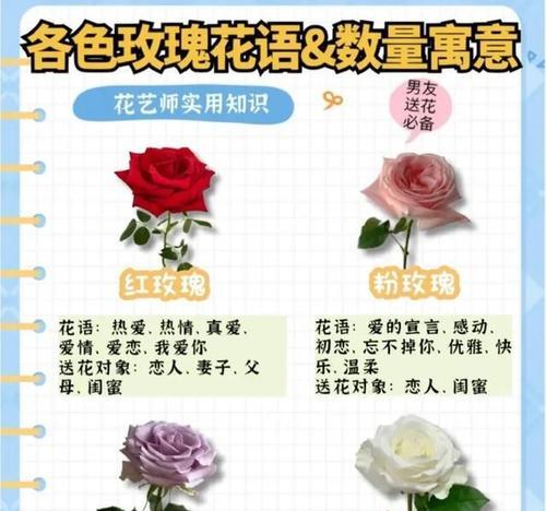 基地玫瑰花种植的步骤和技巧是什么？