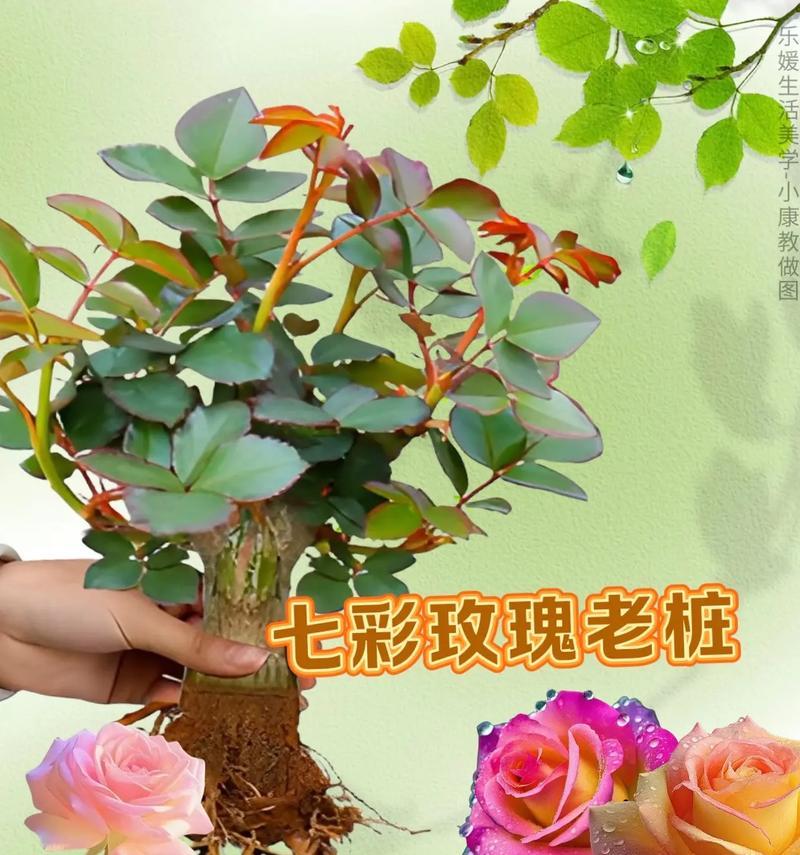 基地玫瑰花种植的步骤和技巧是什么？