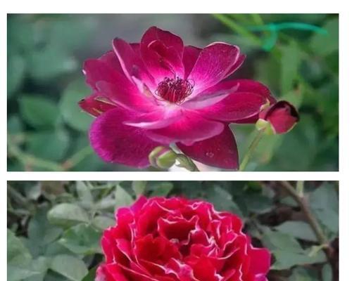 玫瑰花做旧的是什么品种？如何识别和养护这种特殊品种？
