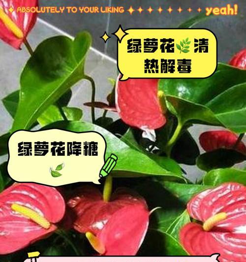 绿萝的花语代表了什么？它象征着怎样的情感？
