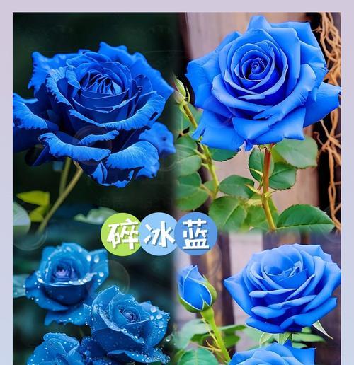 玫瑰花做旧的是什么品种？如何识别和养护这种特殊品种？