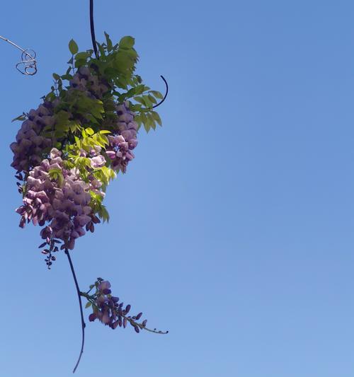紫藤花的花语有哪些？它象征着什么？