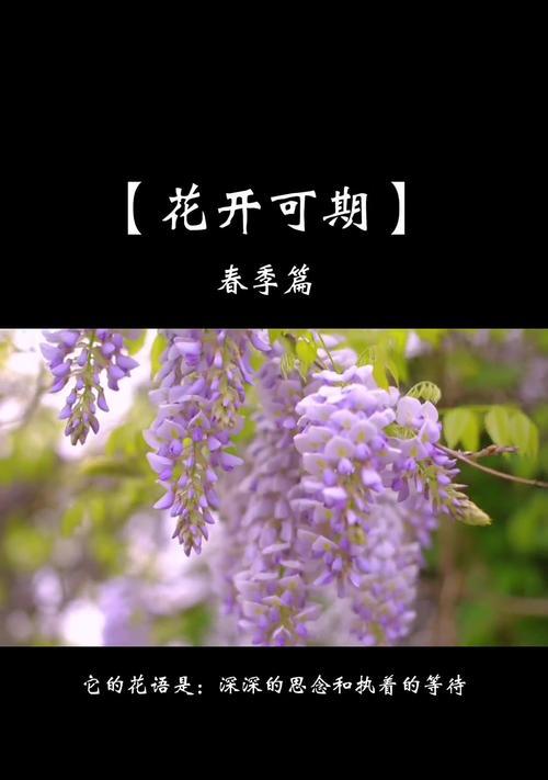紫藤花的花语有哪些？它象征着什么？