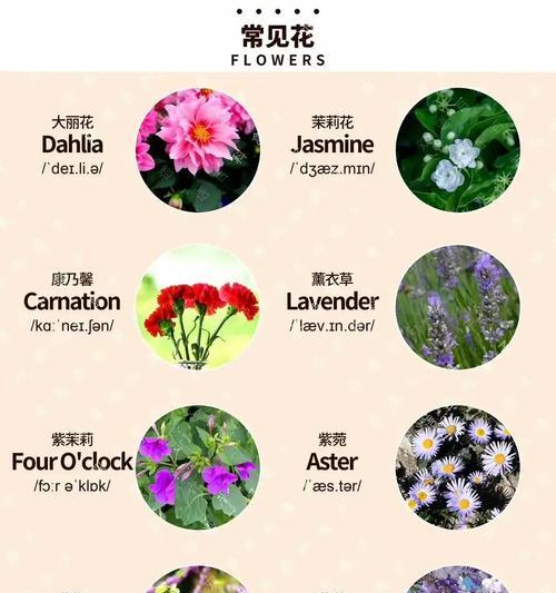 中花的花语是什么？中花代表的寓意是什么？