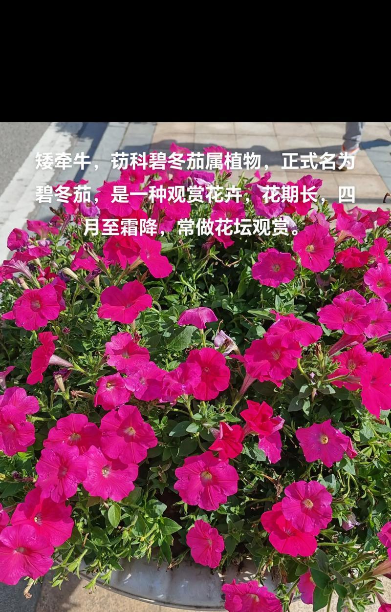 喇叭花有哪些颜色？各自的花语是什么？
