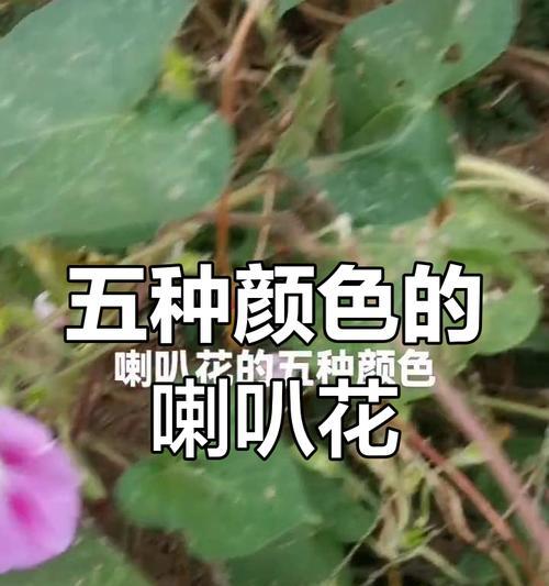 喇叭花有哪些颜色？各自的花语是什么？
