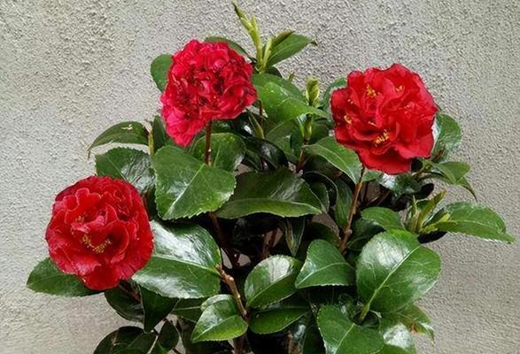 牡丹花枯死后花盆里可以种植什么？有哪些推荐？