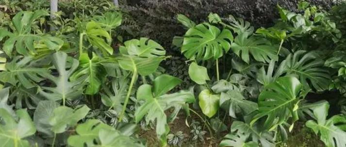 龟背竹叶代表了哪些花语？