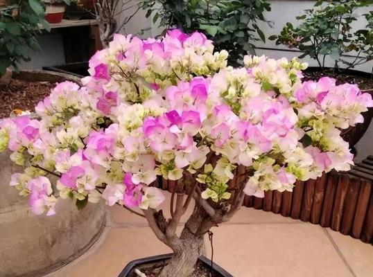 牡丹花枯死后花盆里可以种植什么？有哪些推荐？