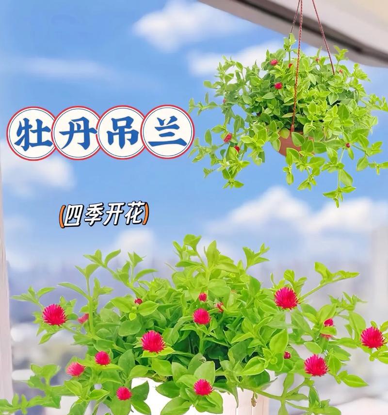 牡丹花枯死后花盆里可以种植什么？有哪些推荐？