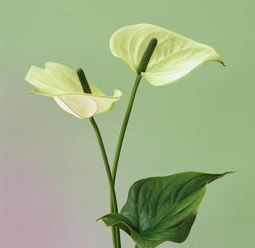 白熊彩掌的寓意和花语有何特别之处？