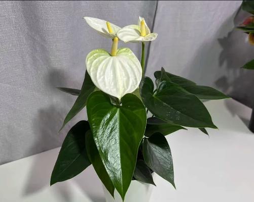 白熊彩掌的寓意和花语有何特别之处？
