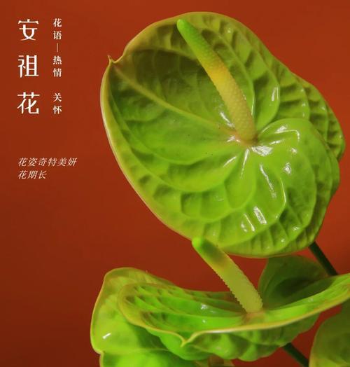 白熊彩掌的寓意和花语有何特别之处？