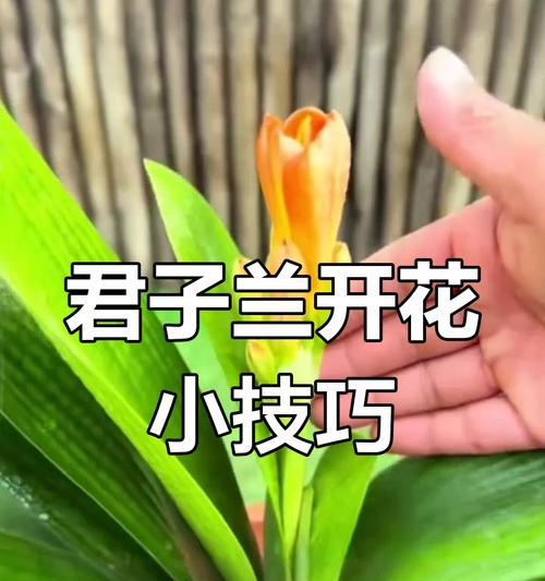 君子兰快速开花的秘诀？推荐使用哪些物质？