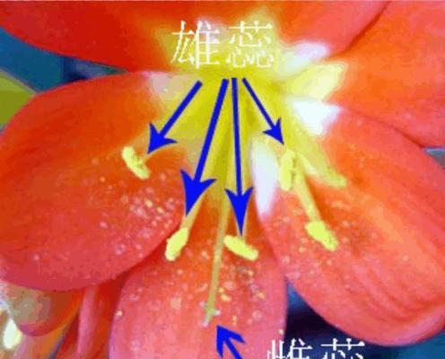 君子兰快速开花的秘诀？推荐使用哪些物质？