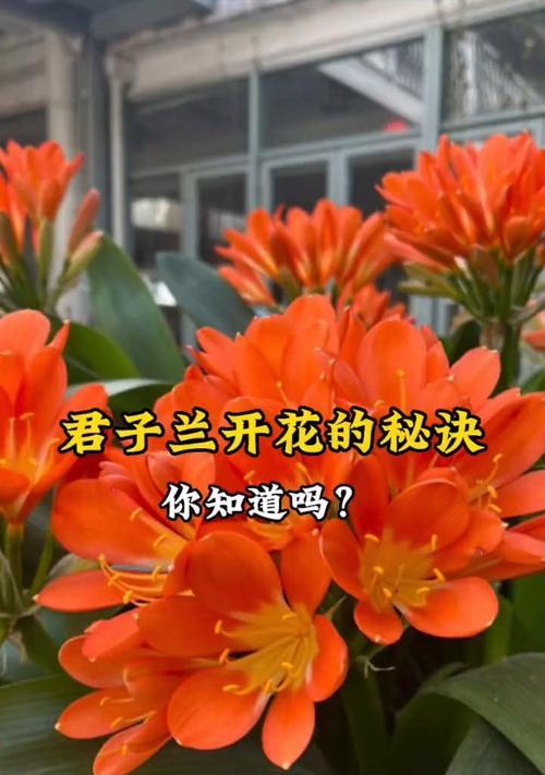 君子兰快速开花的秘诀？推荐使用哪些物质？