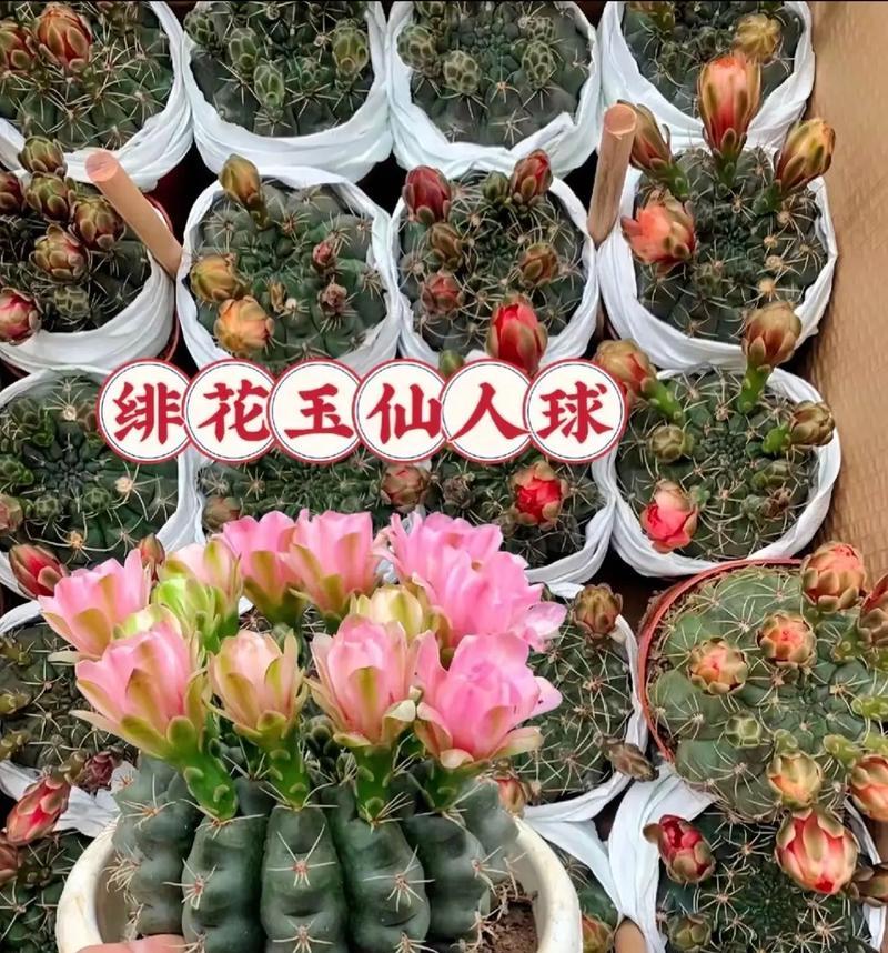 仙人球绯花绿开花条件是什么？