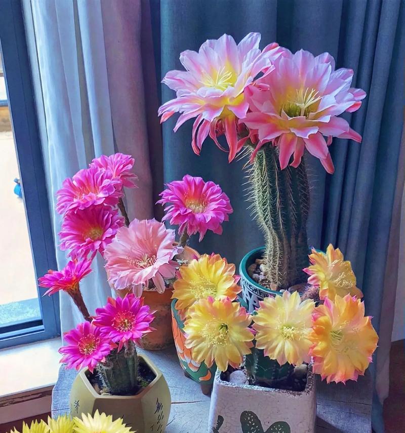 仙人球绯花绿开花条件是什么？