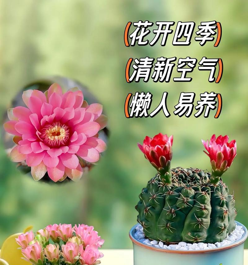 仙人球绯花绿开花条件是什么？