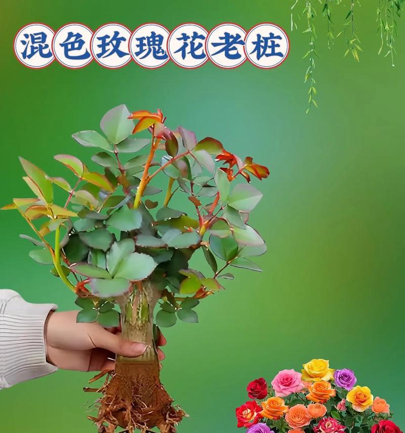 不同颜色的玫瑰花应该送给谁？