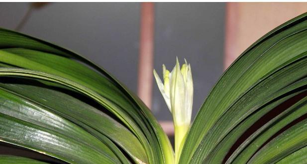君子兰长侧芽是好现象吗？侧芽的生长意味着什么？