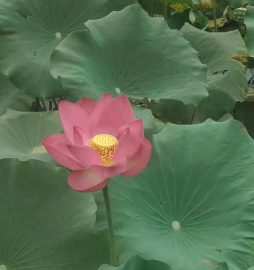 小莲蓬搭配的花语有何寓意？