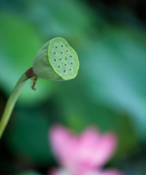小莲蓬搭配的花语有何寓意？