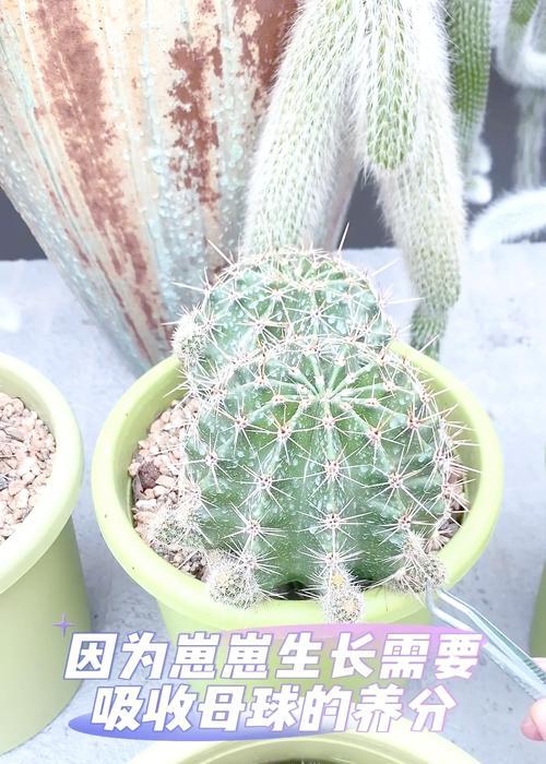 草球嫁接仙人球小苗的养护技巧？