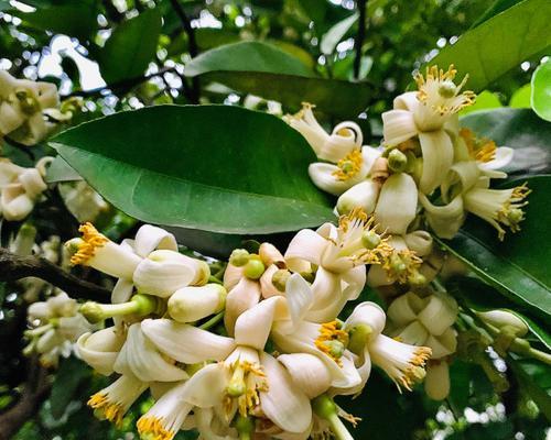 柚子花的寓意是什么？柚子花的花语有哪些？